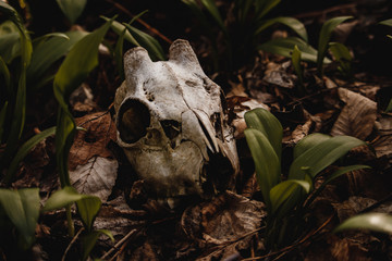 skull in garden