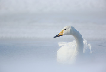 Whooper swan in winter