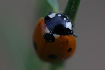 bright ladybug on a green leaf.artvin/turkey