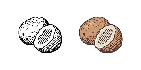 Vector retro style illustration of coconuts. Outline and colored version