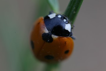 bright ladybug on a green leaf.artvin/turkey
