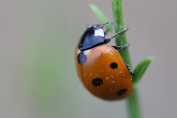 bright ladybug on a green leaf.artvin/turkey