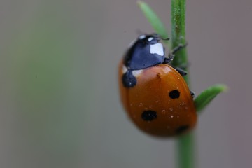 bright ladybug on a green leaf.artvin/turkey