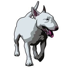 bull terrier white dog