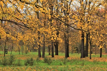 GRUPO DE ARBOLES CON RAMAS AMARILLAS EN UN BOSQUE DURANTE EL OTOÑO, FRONDA, BOSQUE, MALEZA, AMARILLO, RAMAS, OTOÑO, OCRE