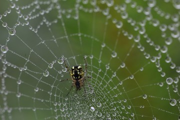 The spider web (cobweb) closeup background.