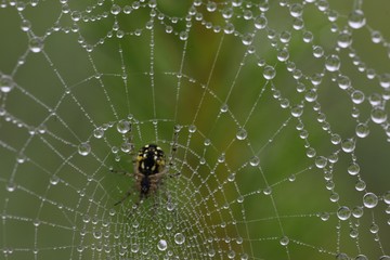 The spider web (cobweb) closeup background.