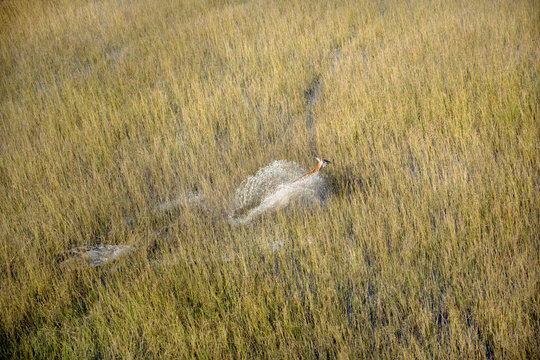 Red Lechwe running through the Okavango Delta