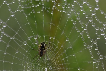 The spider web (cobweb) closeup background.
