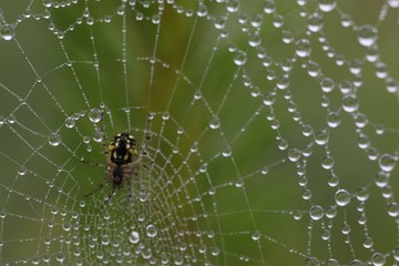 Obraz premium The spider web (cobweb) closeup background.