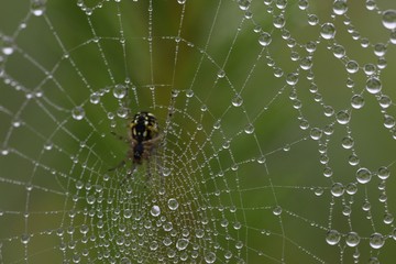 The spider web (cobweb) closeup background.