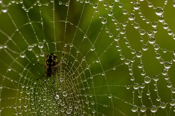 The spider web (cobweb) closeup background.