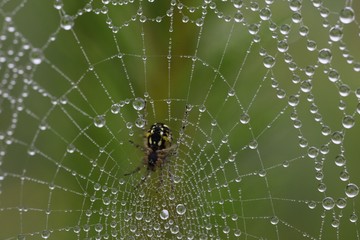 The spider web (cobweb) closeup background.