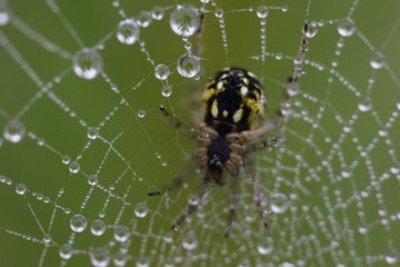 The spider web (cobweb) closeup background.