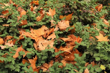 HOJAS SECAS EN OTOÑO SOBRE EL CESPED, otoñal, hojas, caer