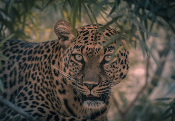 leopard in a tree