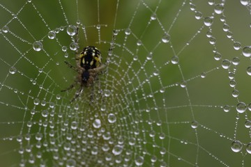 The spider web (cobweb) closeup background.