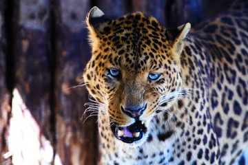 Portrait of a beautiful leopard