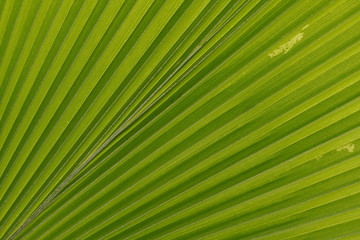 Obraz premium Green tropical palm leaf with sunshine and water drips