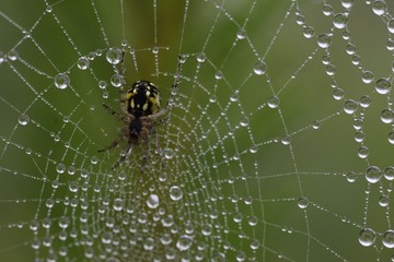 The spider web (cobweb) closeup background.