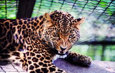 Portrait of a beautiful leopard. Angry leopard.
