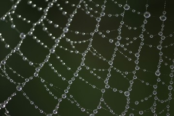 The spider web (cobweb) closeup background.