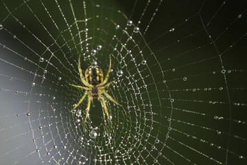 The spider web (cobweb) closeup background.