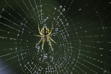 The spider web (cobweb) closeup background.