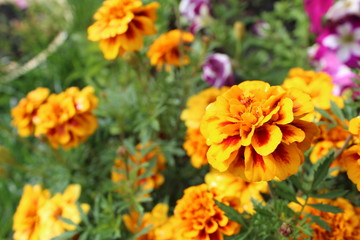 Naklejka na ściany i meble beautiful, fragrant flowers marigolds 