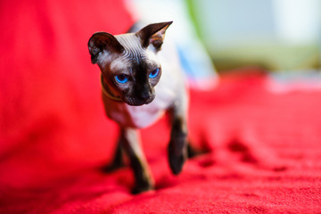 A beautiful gray sphinx cat