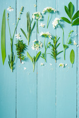 chervil flowers and other plants leaves collection on blue wood table background