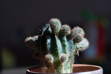 cactus in spider net