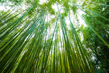 Fototapeta na wymiar Green bamboo forest background in Arashiyama Kyoto