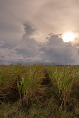 Fototapeta na wymiar Sugar cane field