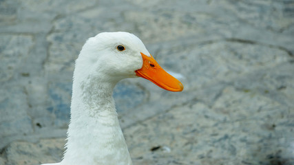 Cute looking white duck portrait on rock background