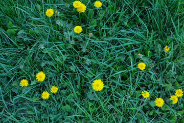 Clover and dandelion lawn fragment close-up. Background, texture for mockup of social media, eco shop, blank for design, top view. Horizonlal.