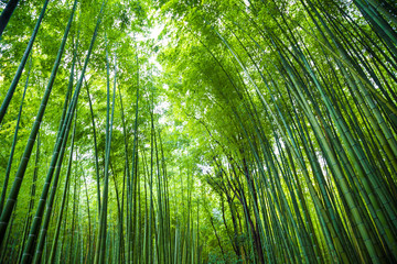 Green bamboo forest background in Arashiyama Kyoto