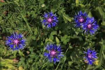 Beautiful Natural Greenery in village.artvin/turkey
