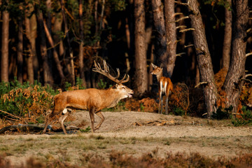 Red deer stag in rutting season in National Park Hoge Veluwe in the Netherlands