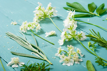 chervil flowers and other plants leaves collection on blue wood table background
