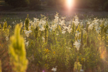 Landscape photo of grass field in the afternoon with yellow flowers. Floral, spring concept
