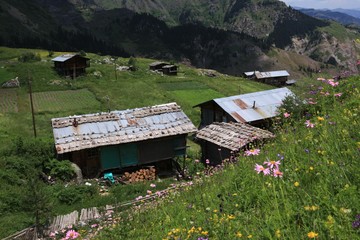 Beautiful Natural Greenery in village.artvin/turkey