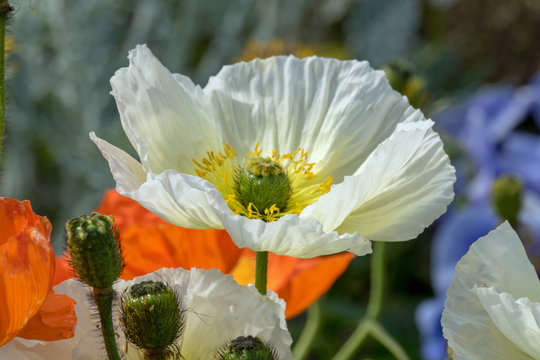 Arctomecon merriamii, wei&szlig;er Mohn