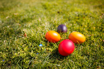 Fototapeta na wymiar Eeggs decorated with bright colors Placed in a lawn with beautiful sunshine. Easter concept.