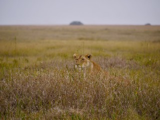 lionne chassant serengeti