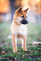 Little charming brown shiba inu dog puppy at the nature grass