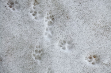 Dog's paw print in the snow. Traces of dog's feet in the snow. Traces of animals in snow - Image