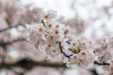 Obraz premium Full bloom pink sakura park april autumn