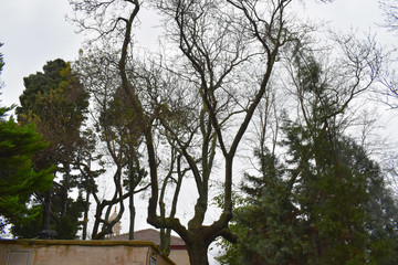 beautiful tree on blue sky background. Fresh green trees and blue  sky and clouds.