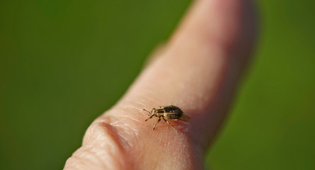 Insekt - Rüsselkäfer
